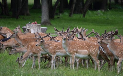 24_Žvėrių aptvaras (2).jpg